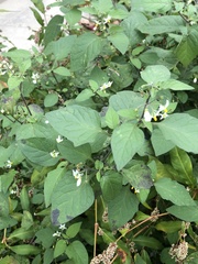 Solanum nigrum