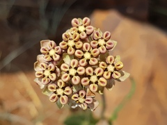Asclepias fallax