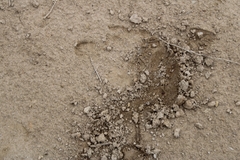 Odocoileus hemionus californicus