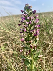 Brachycorythis ovata ovata