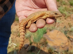 Cordylus vittifer