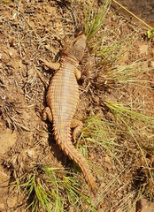 Cordylus vittifer