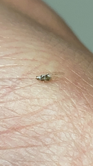 Corythucha marmorata