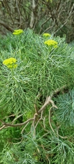 Hymenolepis crithmifolia