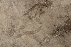 Odocoileus hemionus californicus