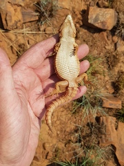 Cordylus vittifer