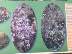 Limonium cossonianum