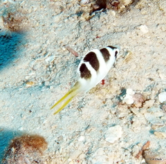 Monotaxis grandoculis