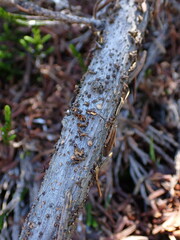 Lachnellula