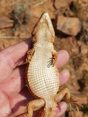 Cordylus vittifer