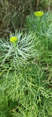 Hymenolepis crithmifolia