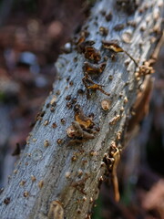 Lachnellula