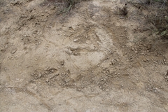 Odocoileus hemionus californicus