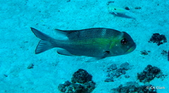 Monotaxis grandoculis