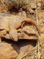 Cordylus vittifer