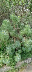 Hymenolepis crithmifolia