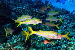 Mulloidichthys vanicolensis