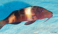 Parupeneus multifasciatus