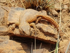 Cordylus vittifer