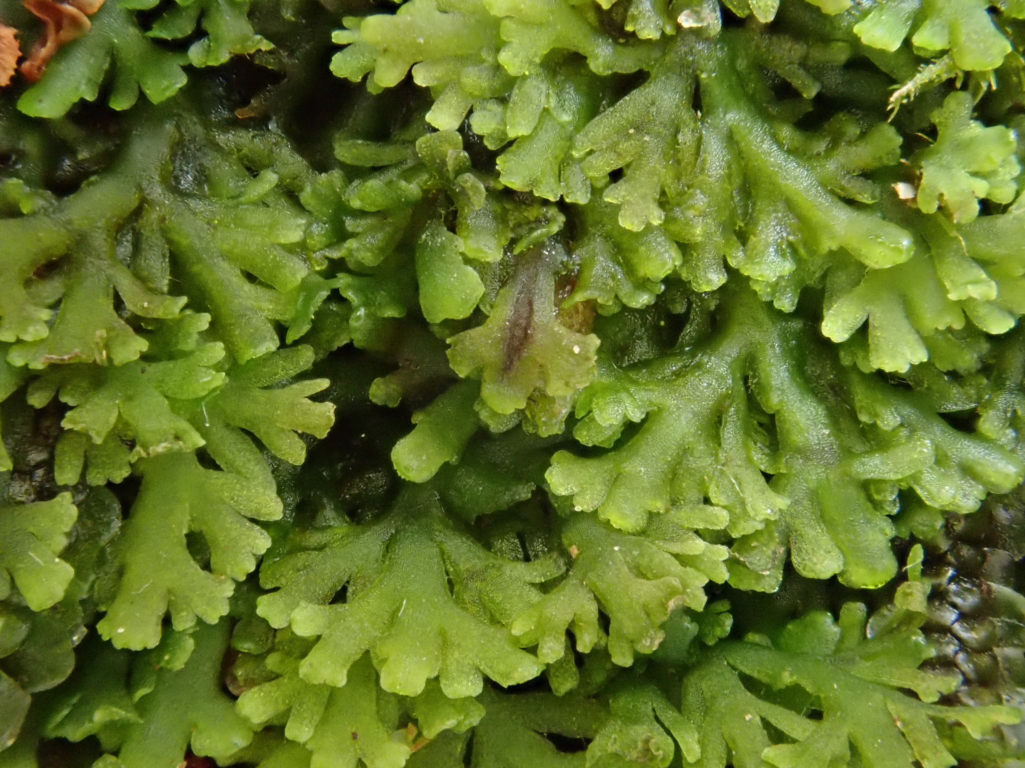 Riccardia multifida