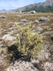 Erica pseudocalycina