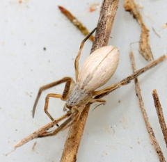 Uloborus