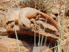 Cordylus vittifer
