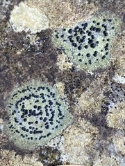 Porpidia crustulata