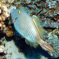 Cantherhines dumerilii