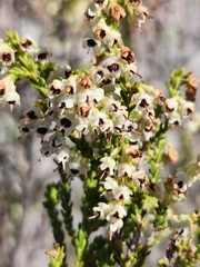 Erica pseudocalycina