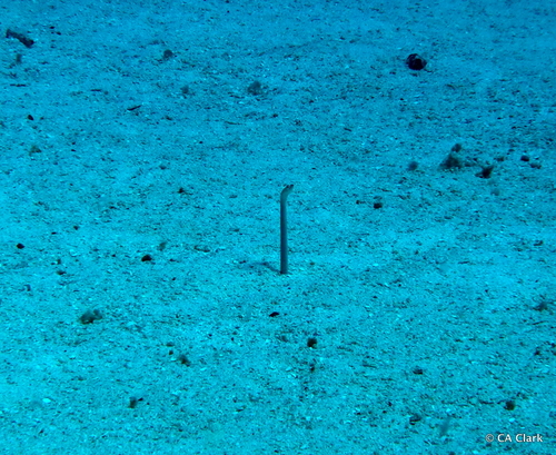 Gorgasia hawaiiensis observed 2022-09-25