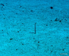 Gorgasia hawaiiensis