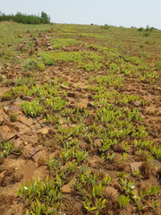 Parinari capensis capensis