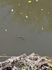 Siluriformes