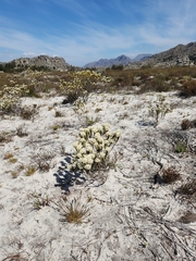 Lachnaea