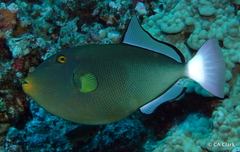 Melichthys vidua