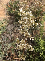 Limonium cossonianum