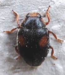 Coccinellidae