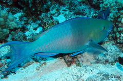 Scarus rubroviolaceus