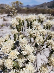 Lachnaea