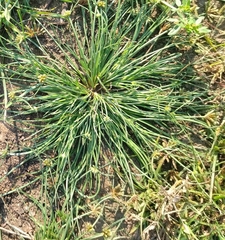 Fimbristylis argentea