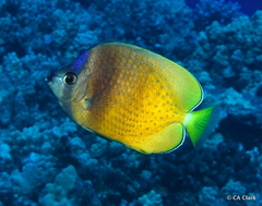 Chaetodon kleinii