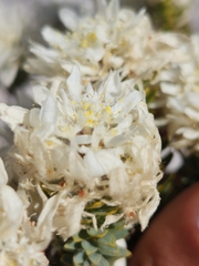 Lachnaea