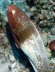 Scarus rubroviolaceus