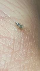 Corythucha marmorata