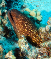 Gymnothorax flavimarginatus