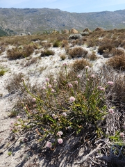 Sorocephalus lanatus