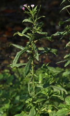 Epilobium parviflorum