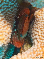 Goniosupradens hawaiensis