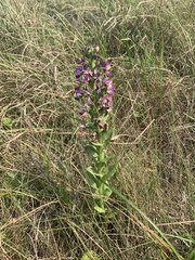 Brachycorythis ovata ovata